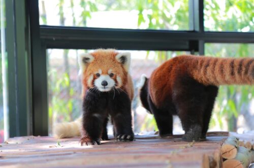42大城動物園