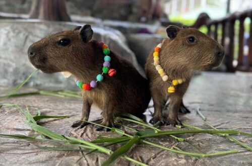 49大城動物園