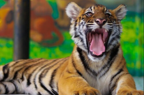 53大城動物園