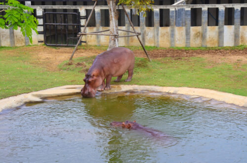 56大城動物園
